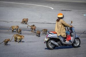 Duizenden agressieve apen overspoelen stadscentrum: “Wij zitten opgesloten in een kooi, terwijl de apenbendes de straat overnemen”