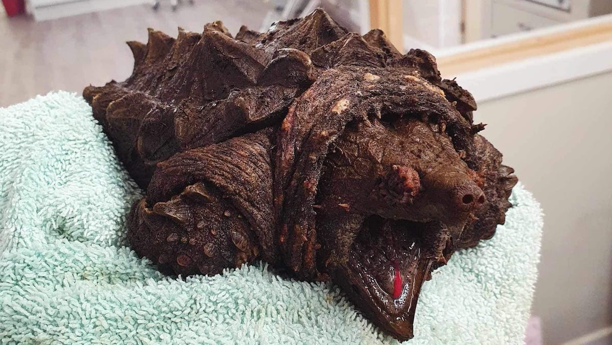 EN IMAGE | Une dangereuse tortue alligator sauvée par des vétérinaires en Angleterre
