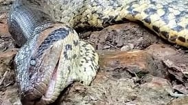 Brasilien: Jäger töten Sensations-Schlange – Art wurde erst vor einem Monat entdeckt