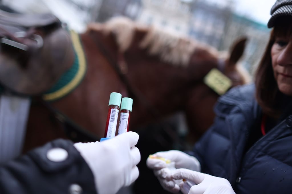 Nach Rosenmontagszug: Blutproben bei drei Pferden auffällig