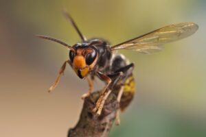 Gemeente biedt gratis hoornaarvallen aan