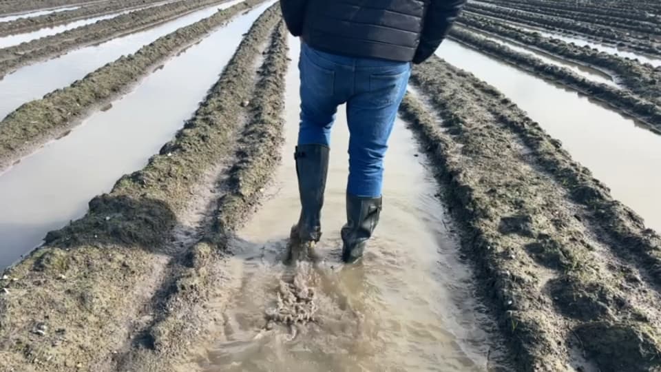 "Il ne s'arrête jamais de pleuvoir": les semis retardés dans le Nord en raison de sols saturés en eau