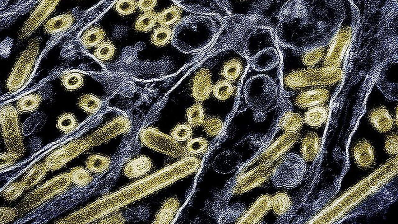 Asien: Experten besorgt wegen Vogelgrippe-Ausbreitung bei Menschen