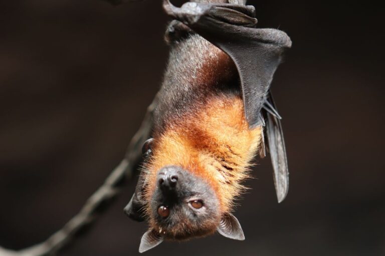 Uncover Key Safety Measures After Bat Rabies Case